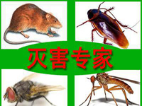 怎樣預防老鼠？